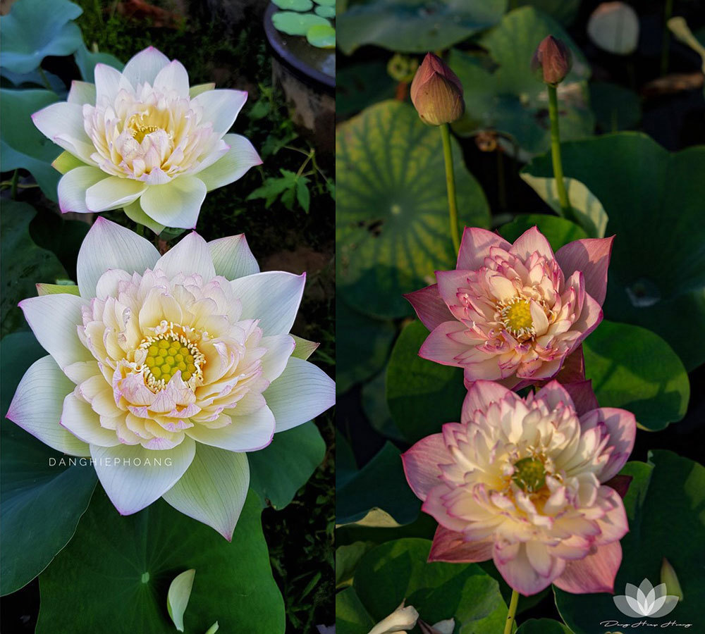 Độc nhất Việt Nam, chàng trai 9X đào 20 hồ quanh nhà trồng 40 loài sen hiếm-10