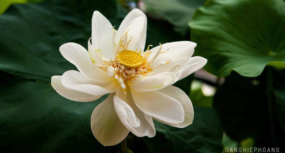 Độc nhất Việt Nam, chàng trai 9X đào 20 hồ quanh nhà trồng 40 loài sen hiếm-11