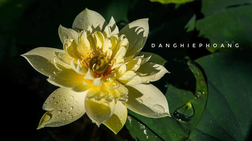 Độc nhất Việt Nam, chàng trai 9X đào 20 hồ quanh nhà trồng 40 loài sen hiếm-12