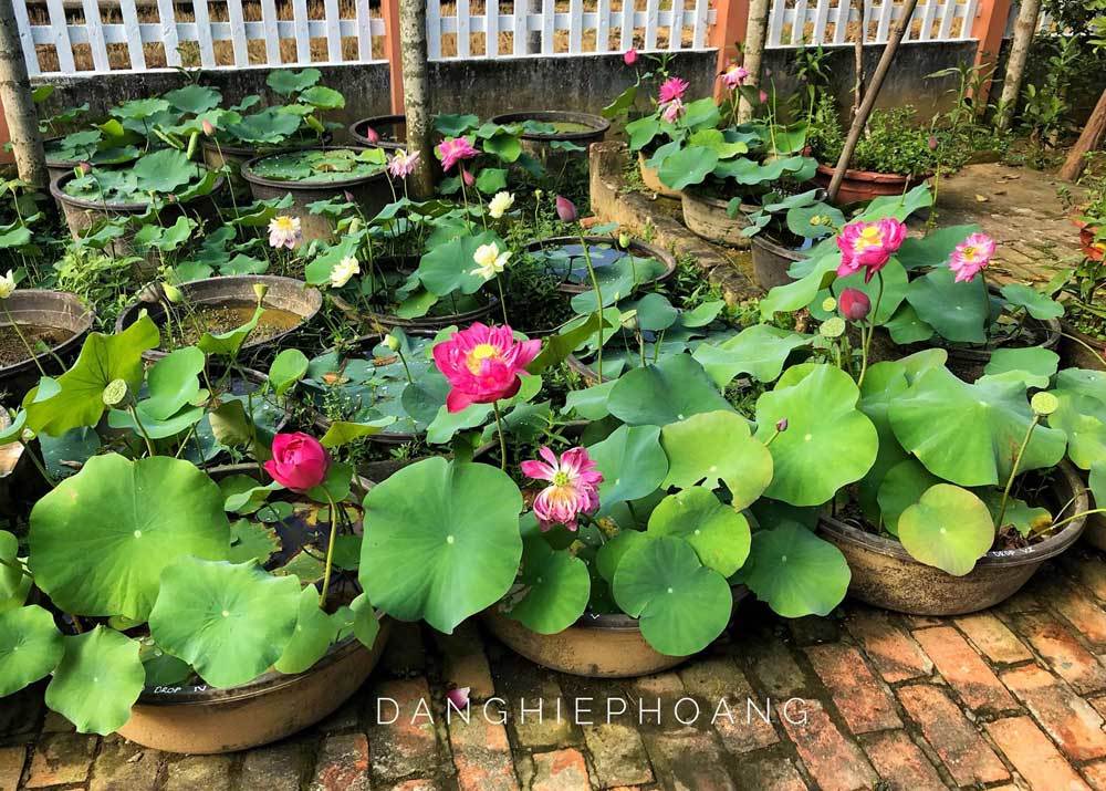 Độc nhất Việt Nam, chàng trai 9X đào 20 hồ quanh nhà trồng 40 loài sen hiếm-4