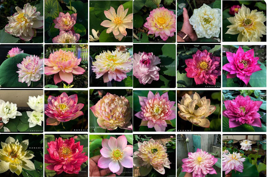 Độc nhất Việt Nam, chàng trai 9X đào 20 hồ quanh nhà trồng 40 loài sen hiếm-17