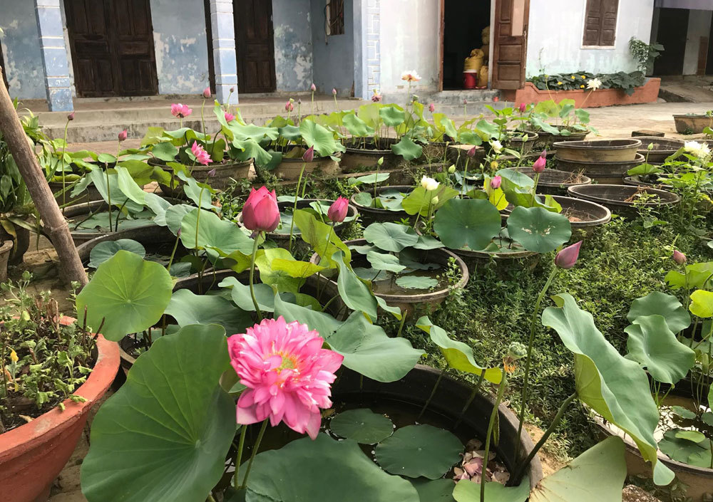 Độc nhất Việt Nam, chàng trai 9X đào 20 hồ quanh nhà trồng 40 loài sen hiếm-19
