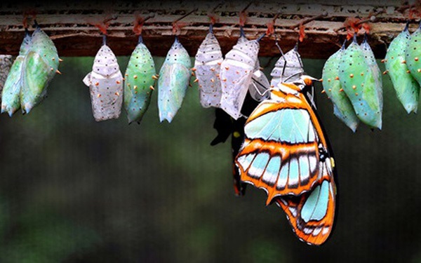 Thử tài suy đoán với những câu đố hay nhất-7