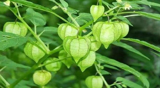 Loạt hàng Việt cứ sang nước ngoài là tự động đội giá” cao ngất ngưởng-6