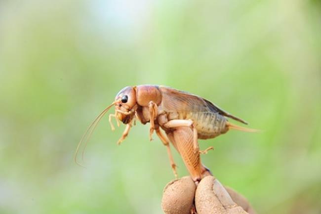 Loạt hàng Việt cứ sang nước ngoài là tự động đội giá” cao ngất ngưởng-9