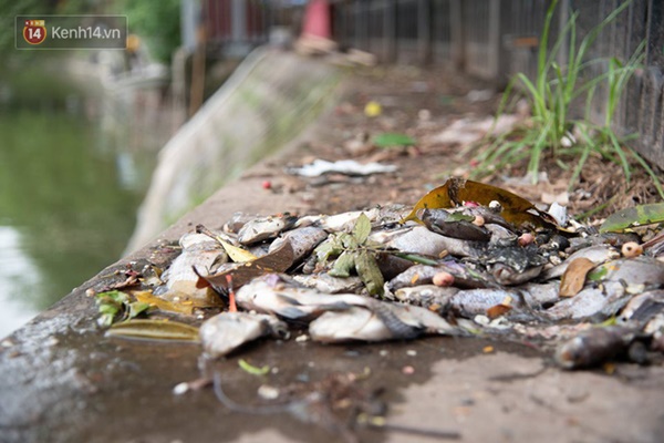 Hà Nội: Cá chết trắng trên hồ Văn Chương, người dân đau đầu vì mùi hôi nồng nặc-1