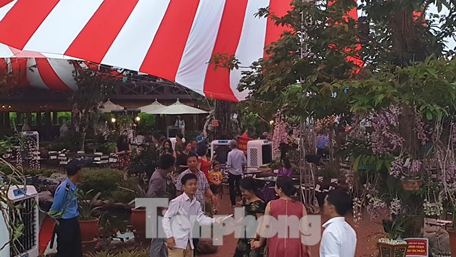 Giò lan Người đẹp Bình Dương” hàng chục tỷ đồng được bán về Thái Bình-2