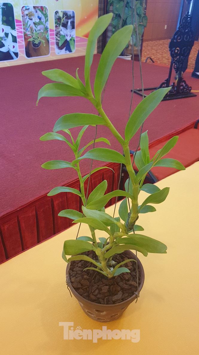 Giò lan Người đẹp Bình Dương” hàng chục tỷ đồng được bán về Thái Bình-7