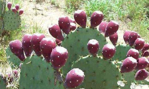 Kiếm trăm triệu ngon lành với loại quả gai góc này-2