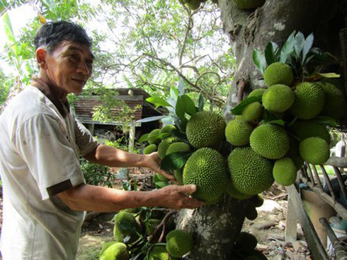 Mít có màu lạ đắt gấp 10 lần mít thường vẫn khiến chị em mê mẩn-5