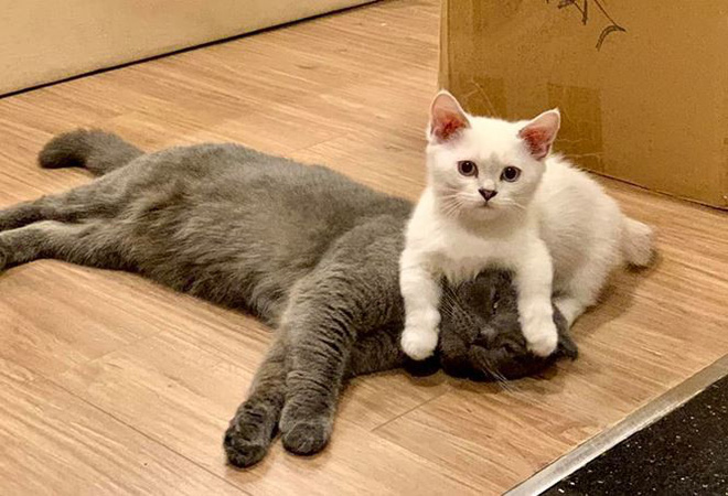 Cuộc sống độc thân ở tuổi 41 của MC Đại Nghĩa-10