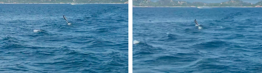 Lần đầu tiên tại đảo Bình Ba (Khánh Hoà) xuất hiện cá heo đuổi theo” tàu của du khách, nhưng mệt quá nên nhảy tí rồi lặn mất-6