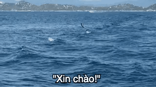 Lần đầu tiên tại đảo Bình Ba (Khánh Hoà) xuất hiện cá heo đuổi theo” tàu của du khách, nhưng mệt quá nên nhảy tí rồi lặn mất-5