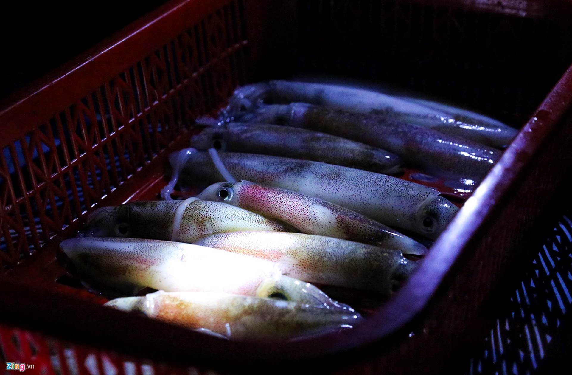 Soi đèn đi chợ hải sản Cồn Gò lúc tờ mờ sáng-3