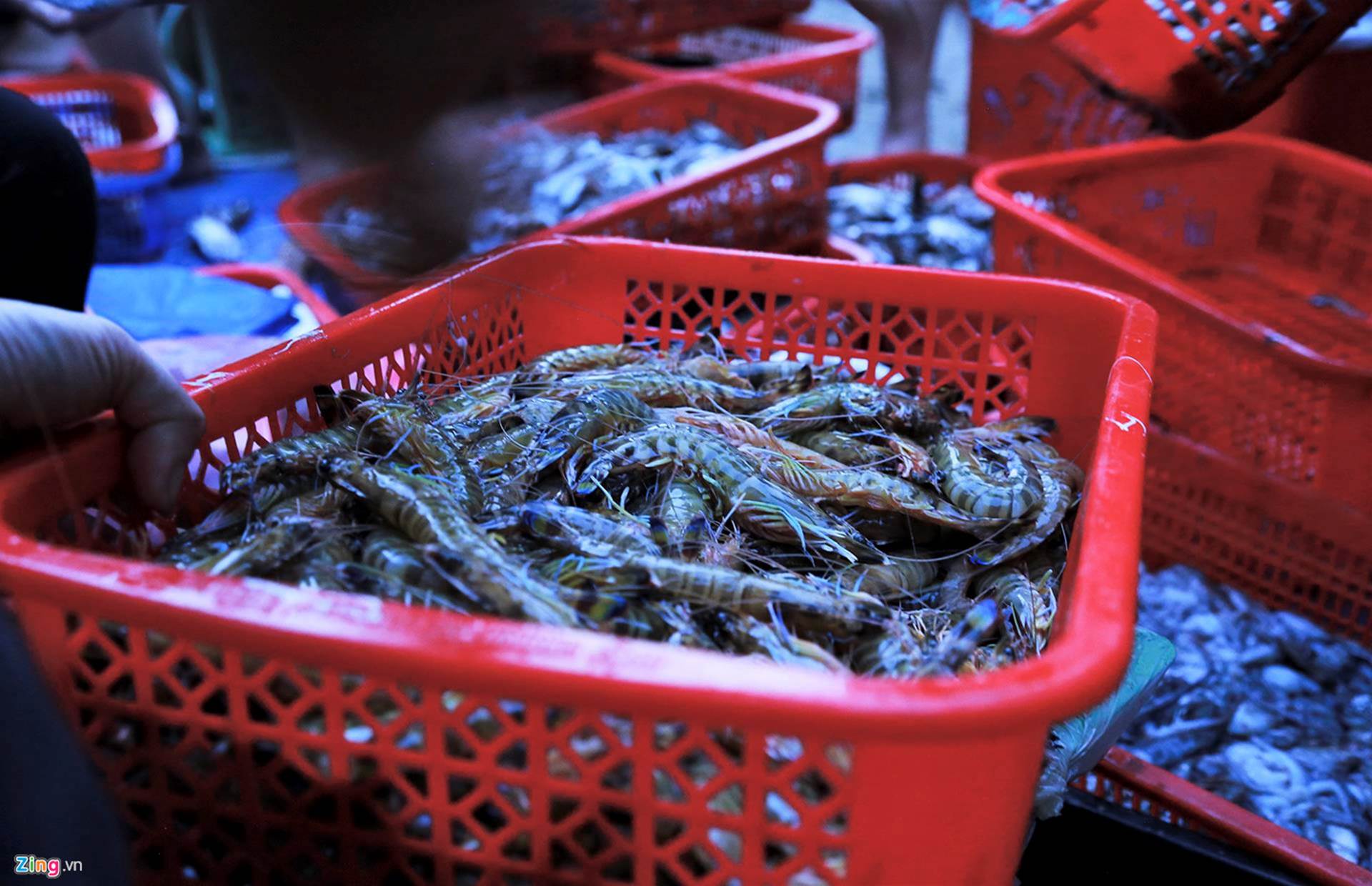 Soi đèn đi chợ hải sản Cồn Gò lúc tờ mờ sáng-9