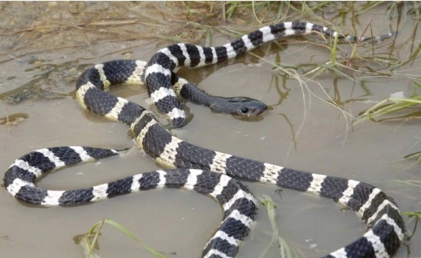 Tự ý điều trị khi bị rắn độc cắn, cô gái nguy kịch tính mạng: Chuyên gia chỉ cách sơ cứu và điều trị rắn cắn-2