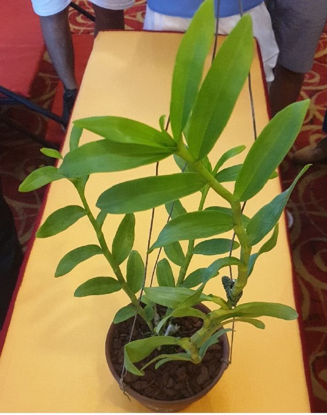 Nhóm đại gia Thái Bình chi 10 tỷ mua cây hoa phong lan: Lộ điểm ‘đáng nghi’-1