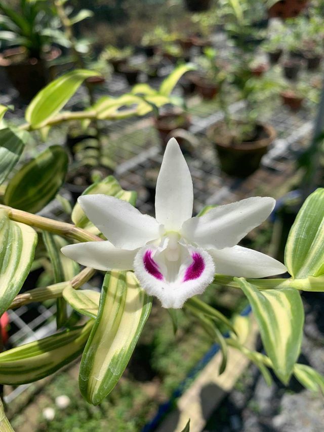 Nhóm đại gia Thái Bình chi 10 tỷ mua cây hoa phong lan: Lộ điểm ‘đáng nghi’-2