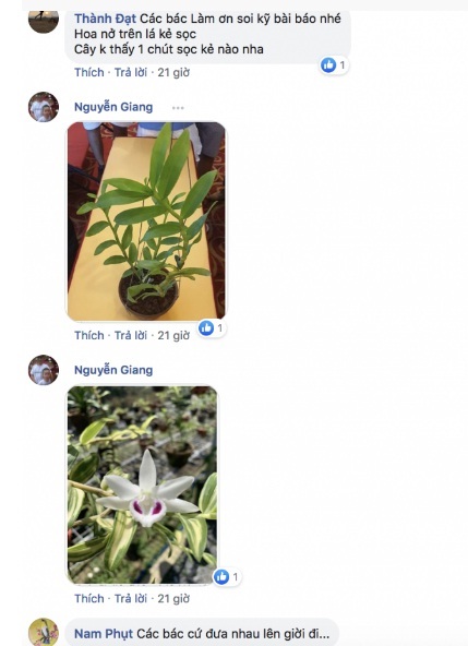 Nhóm đại gia Thái Bình chi 10 tỷ mua cây hoa phong lan: Lộ điểm ‘đáng nghi’-3