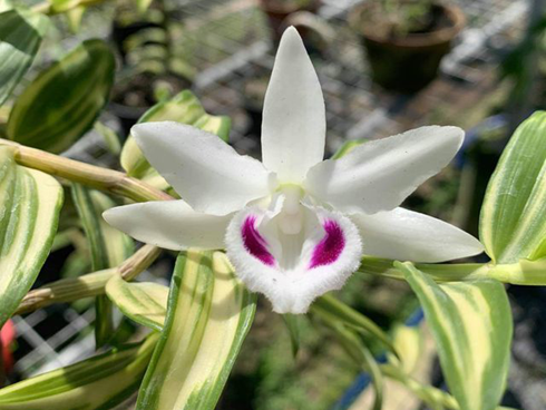 Trai Đắk Nông khoe giò lan rừng phi điệp tím khủng, dân mạng sốt rần rần-7