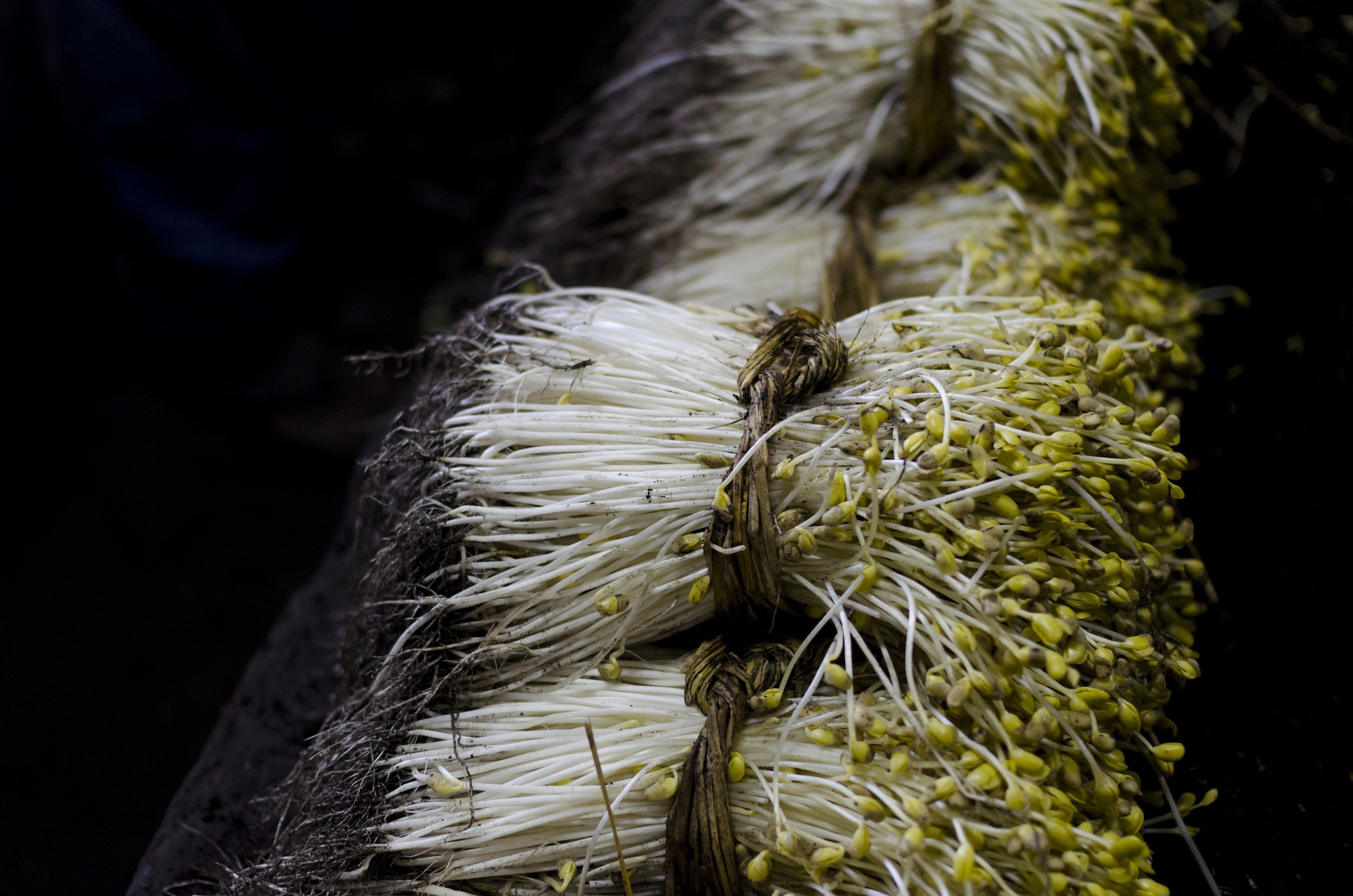 Bí mật thú vị của Ohori Onsen - loại giá đỗ dài hơn 2 gang tay: Trồng ở suối nước nóng, hơn 400.000 nghìn/kg-3