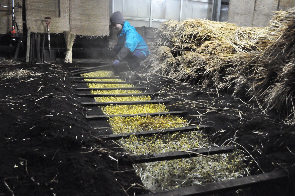 Bí mật thú vị của Ohori Onsen - loại giá đỗ dài hơn 2 gang tay: Trồng ở suối nước nóng, hơn 400.000 nghìn/kg-4