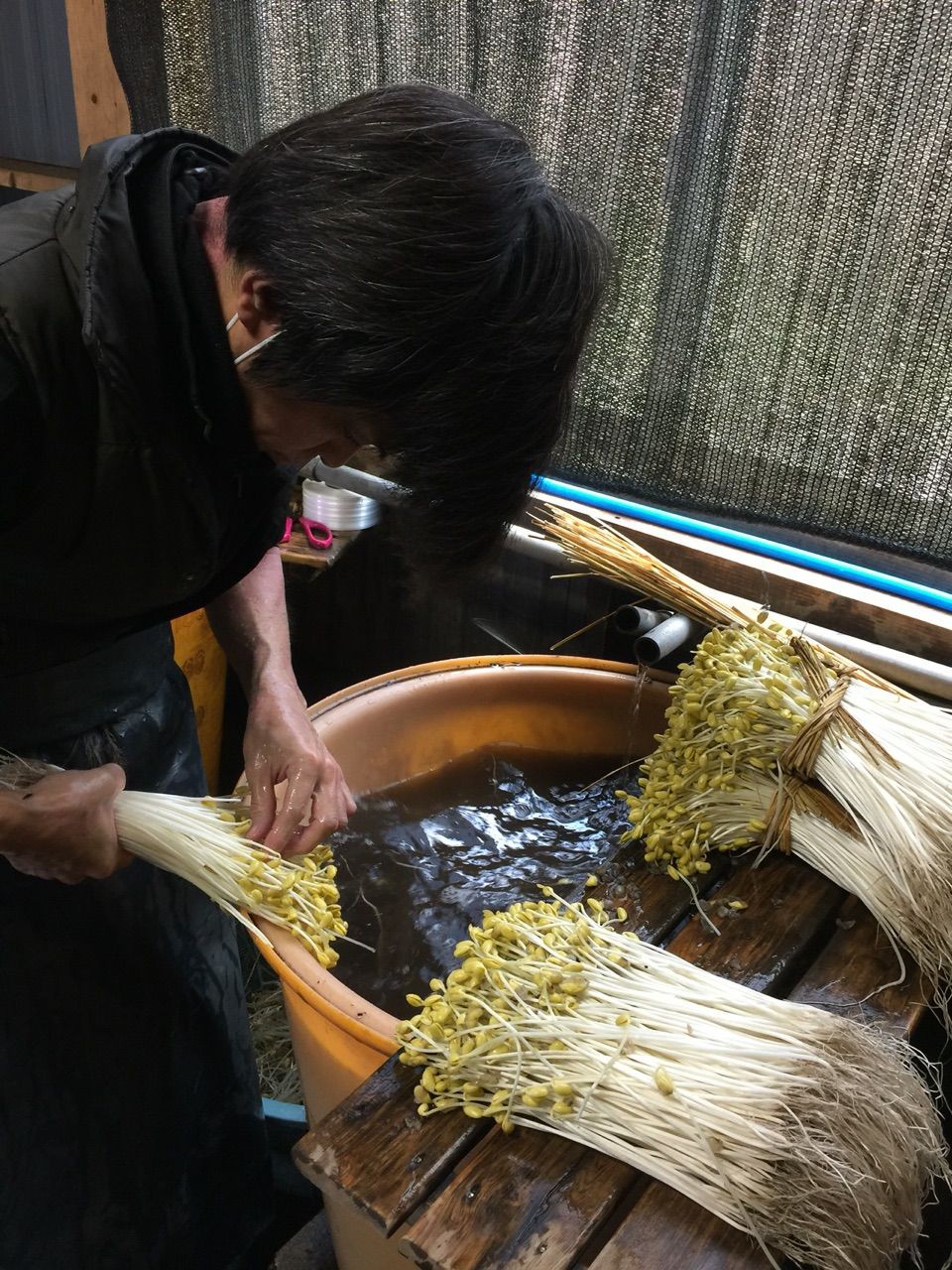 Bí mật thú vị của Ohori Onsen - loại giá đỗ dài hơn 2 gang tay: Trồng ở suối nước nóng, hơn 400.000 nghìn/kg-5