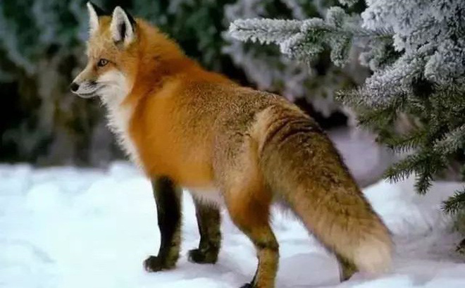 Chó cố tình nhận thua để cáo sống và cái kết ngoài dự đoán: Đáng đọc và ngẫm!-1