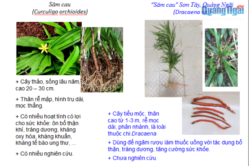 Sự thật cú lừa thế kỷ: Mua thần dược sâm cau giả, trả tiền thật-3