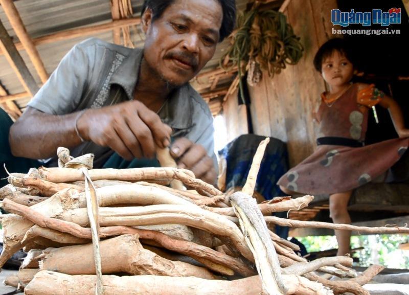 Sự thật cú lừa thế kỷ: Mua thần dược sâm cau giả, trả tiền thật-2