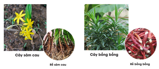 Sự thật cú lừa thế kỷ: Mua thần dược sâm cau giả, trả tiền thật-4