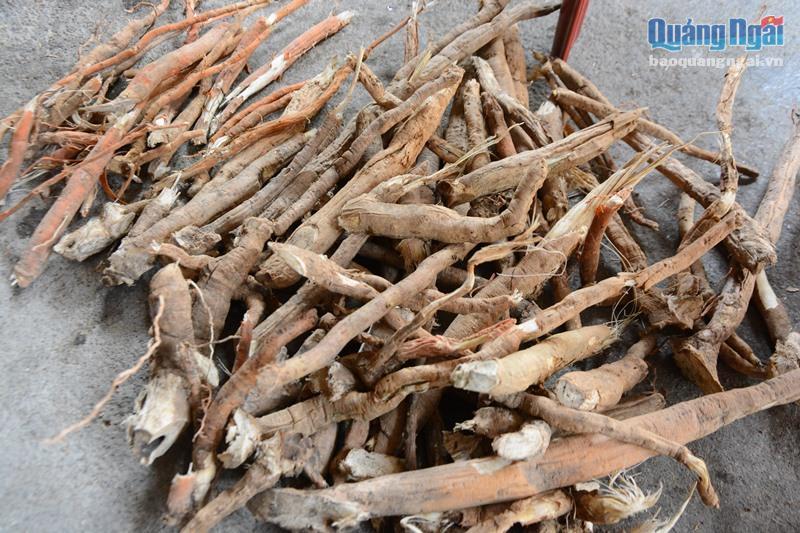 Sự thật cú lừa thế kỷ: Mua thần dược sâm cau giả, trả tiền thật-5