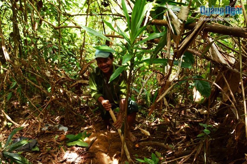 Sự thật cú lừa thế kỷ: Mua thần dược sâm cau giả, trả tiền thật-6