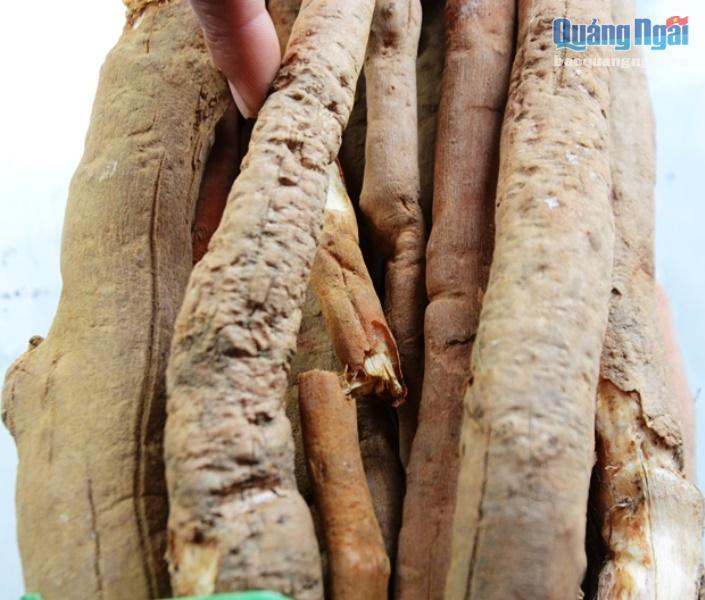 Sự thật cú lừa thế kỷ: Mua thần dược sâm cau giả, trả tiền thật-7