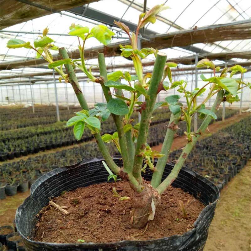 Mê mẩn hoa hồng ngoại màu xanh, chị em tranh nhau mua về trồng-2