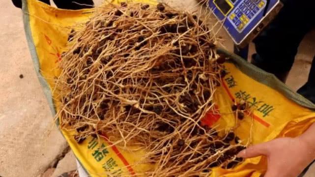 Thứ rễ cây tưởng không ăn được nhưng quý như nhân sâm-4