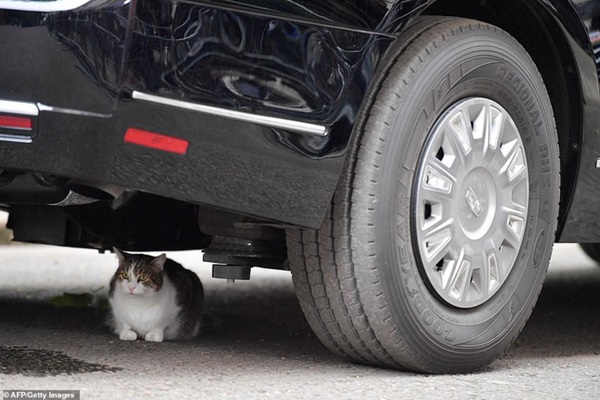 Quái thú của Tổng thống Trump gặp sự cố an ninh ở London vì một chú mèo-2