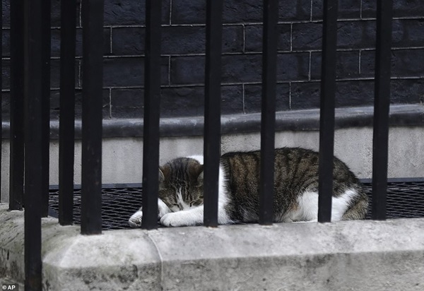 Quái thú của Tổng thống Trump gặp sự cố an ninh ở London vì một chú mèo-4