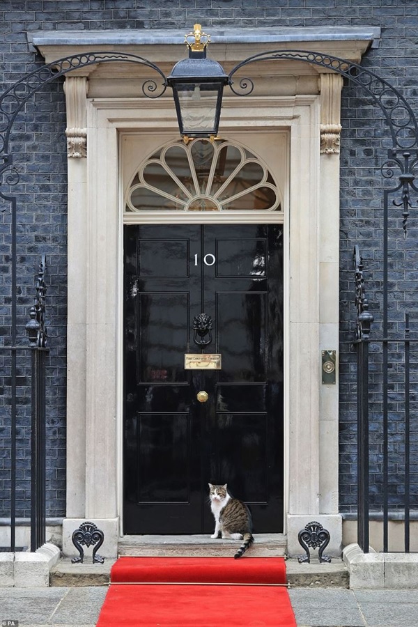 Quái thú của Tổng thống Trump gặp sự cố an ninh ở London vì một chú mèo-5