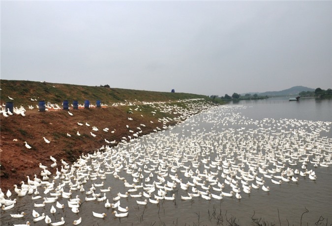 Cầm 2 bằng đại học về quê, chiều chiều lùa đàn vịt trắng ra đồng-1