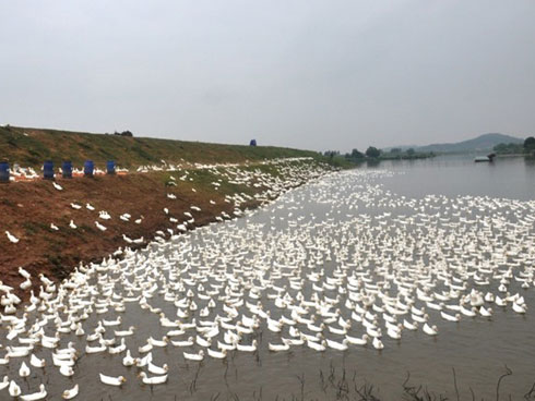 Chuyện lạ Thái Bình, chế ngàn lít nước xanh lè, rót bán hàng tỷ đồng-4