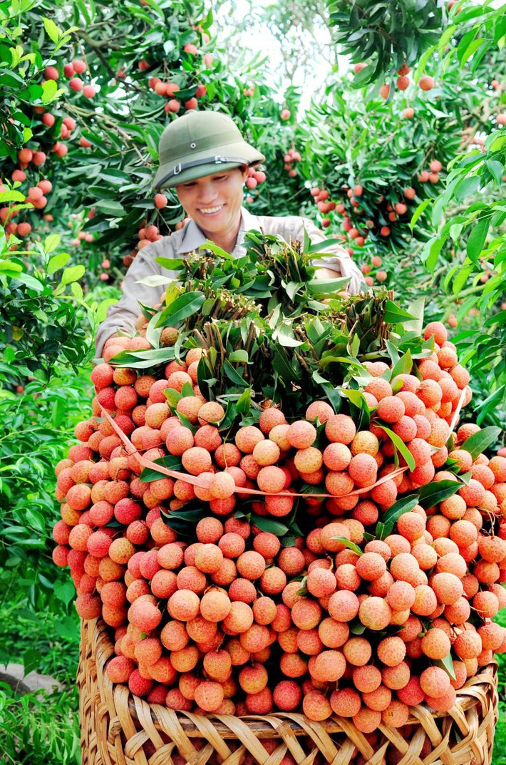 Được dự báo tăng giá gấp 3 lần năm ngoái, cùng xem giá vải ở các thành phố lớn chênh nhau như nào-2