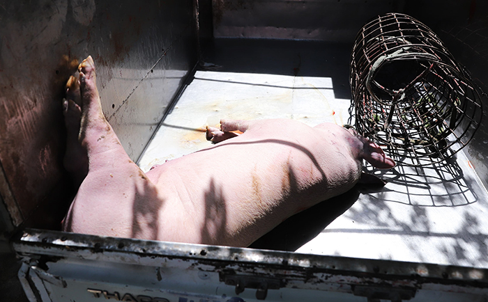 Lợn chết vùng dịch đưa ra phố làm thịt quay, món nhậu-1