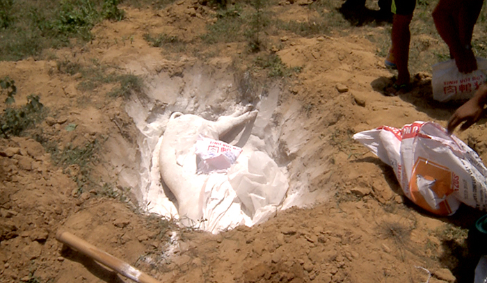 Lợn chết vùng dịch đưa ra phố làm thịt quay, món nhậu-2