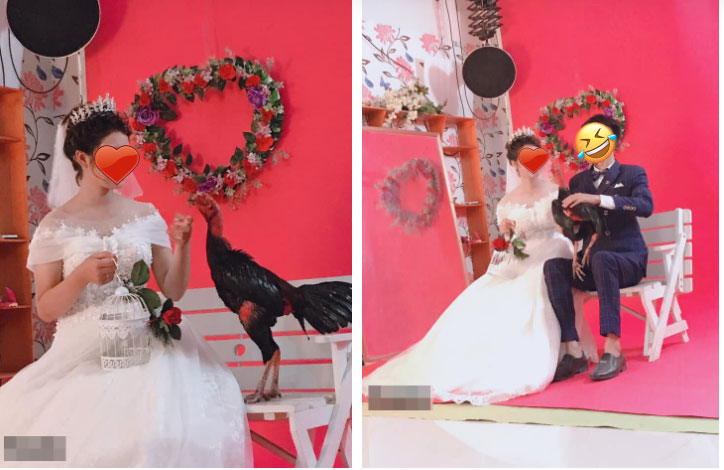 Dân mạng phì cười với cặp đôi mang gà chọi đi chụp ảnh cưới, nhưng bất ngờ nhất là kết cục do chú gà gây ra-2