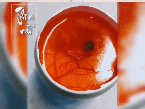Gà con phát triển trong chiếc ly thủy tinh-1