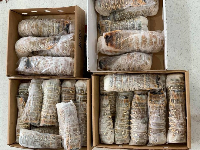 Đuôi tôm hùm cấp đông đi máy bay về Việt Nam hét giá 3 triệu đồng/kg-2