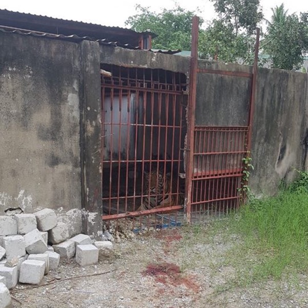 Vụ người đàn ông bị hổ cắn đứt lìa 2 tay ở Bình Dương: 2 bố con ông chủ khu du lịch từng bị phạt tù vì bán hổ lấy cao-2