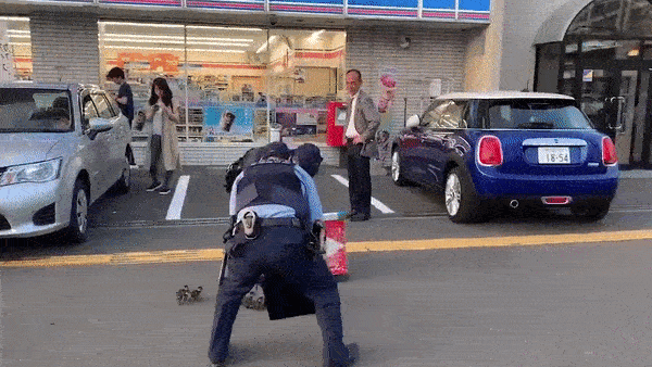 Chỉ có ở Nhật Bản: Mẹ con nhà vịt được cảnh sát hộ tống sang đường, thu hút đến 15 triệu lượt xem trên MXH-1