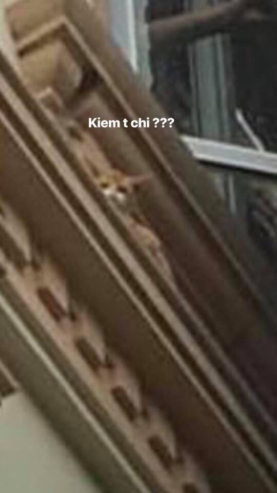 Hơn 5.000 bình luận trên Facebook hôm nay tham gia giải đố: Con mèo ở đâu trong bức ảnh này?-4